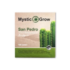 San Pedro cutting Bridgesii 25 - 29 cm
