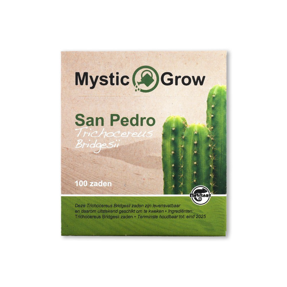 San Pedro cutting Bridgesii 25 - 29 cm