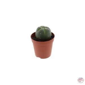 Peyote 3 - 4 cm