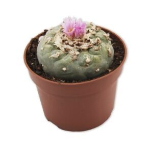 Peyote 4 - 5 cm
