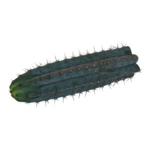 San Pedro T. Peruvianus seeds - 100 stuks