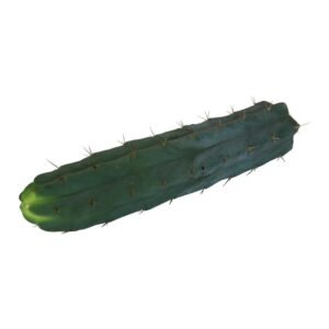 San Pedro T bridgesii zaden - 100 stuks